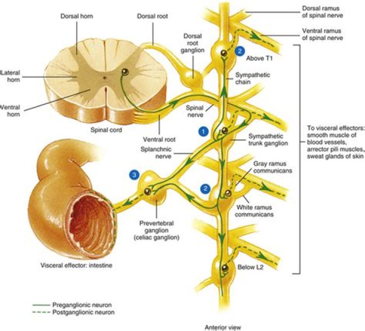 Are all postganglionic neurons unmyelinated?
