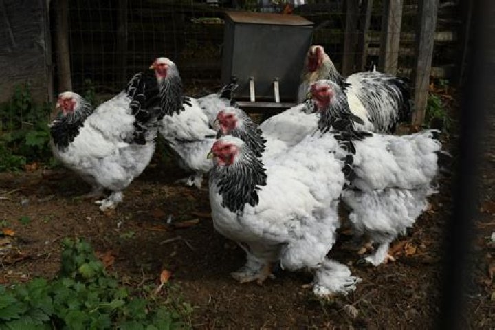 Are brahmas chickens broody?