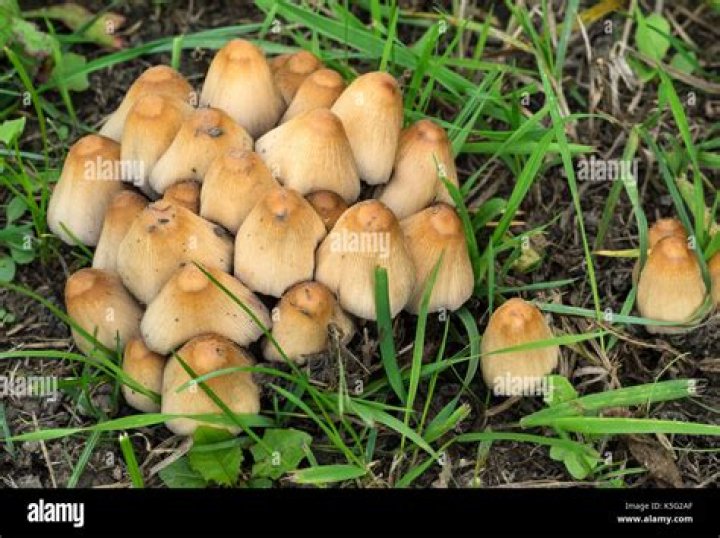 Are coprinellus micaceus poisonous?
