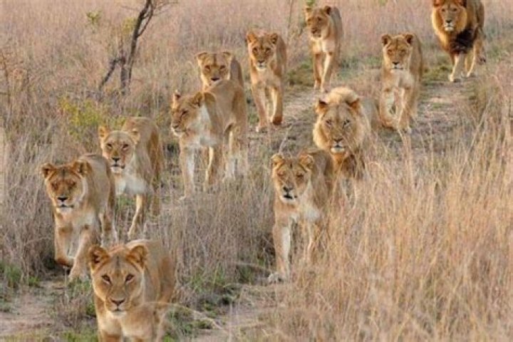 Are lions and groin the same thing?