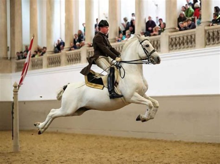 Are lipizzaners from spain?