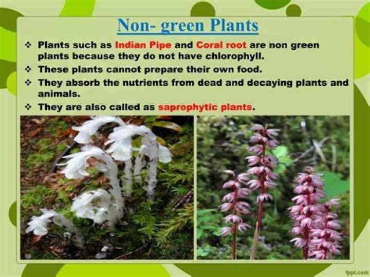 Are non green plants?