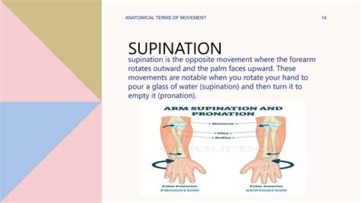 Are palms supination in anatomical position?