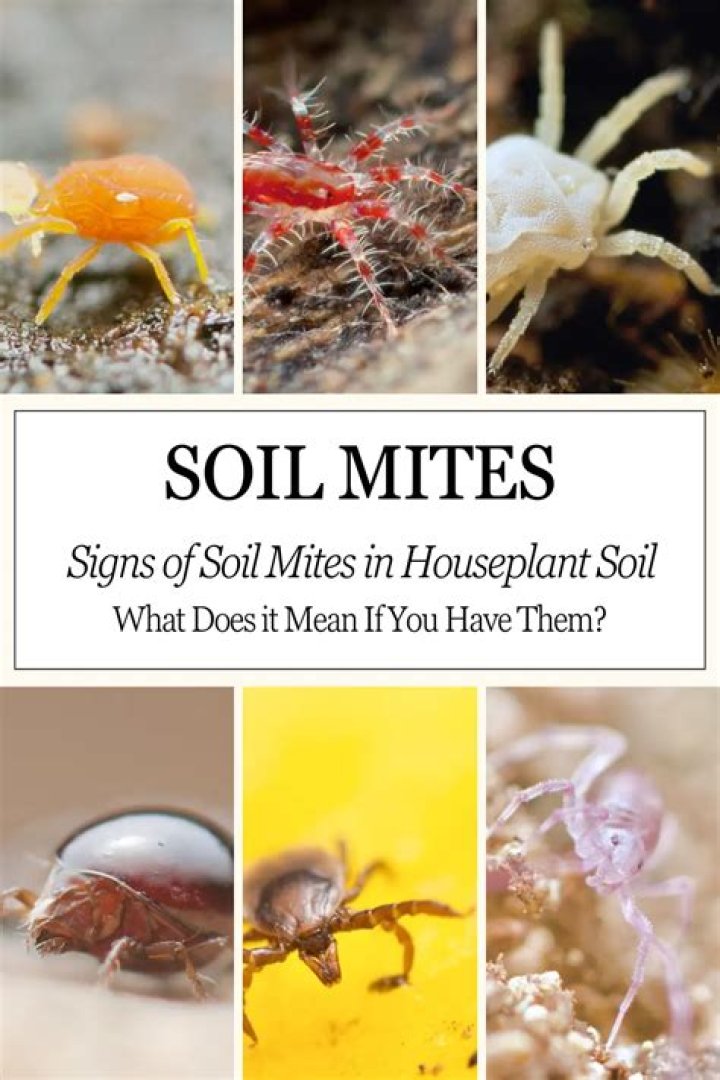 Are potting soil mites bad?