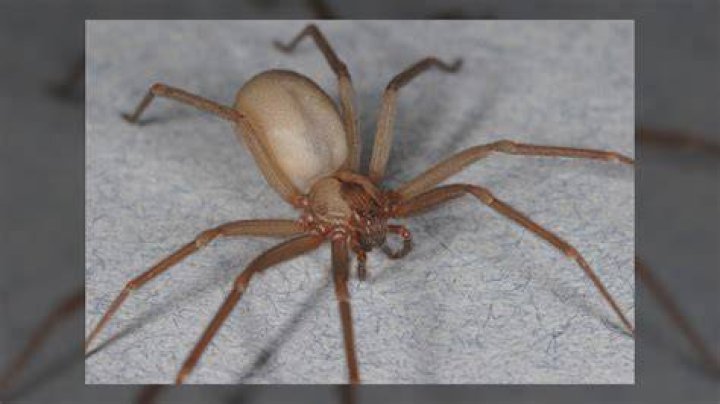 Are recluse spiders poisonous?
