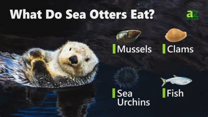 Are sea otters omnivores?