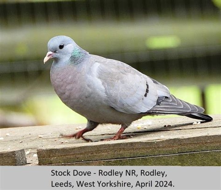 Are stock doves rare?