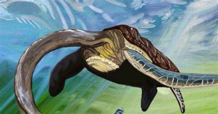Are there whales in lake champlain?