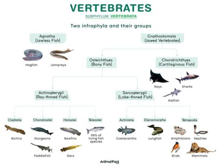 Are vertebrates important why?