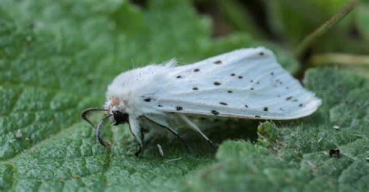 Are white moths poisonous?