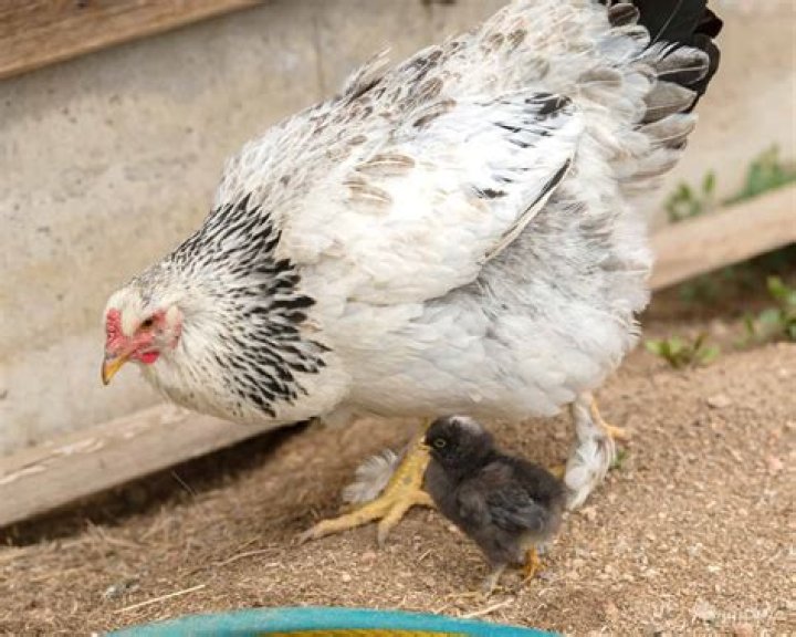 At what age do brahmas start laying?