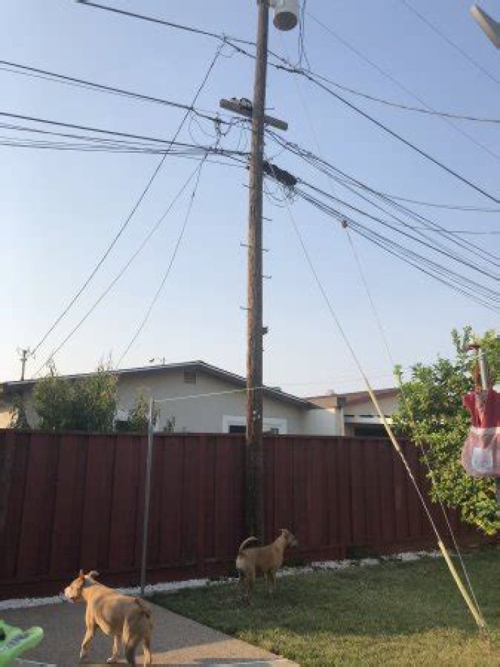 Can a cat climb down a telephone pole?
