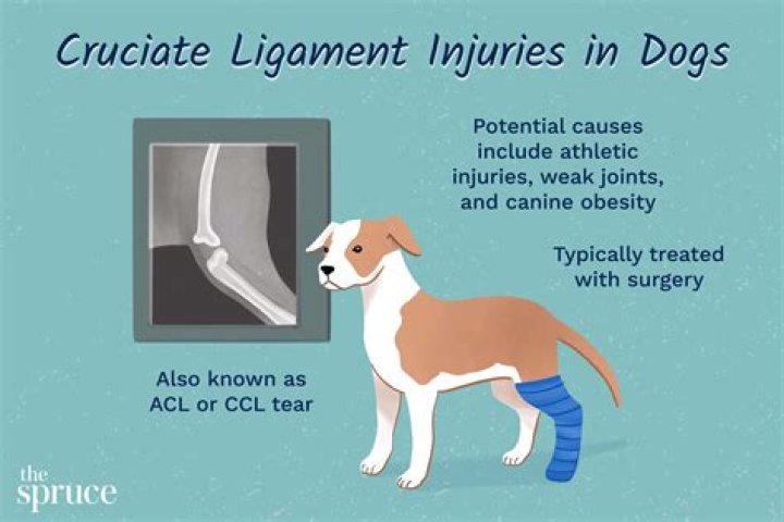 Can a dog live with a torn acl?