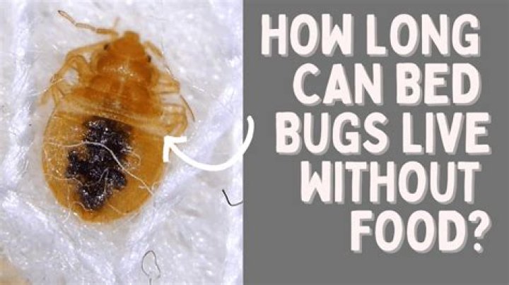 Can bed bugs live in your skin?