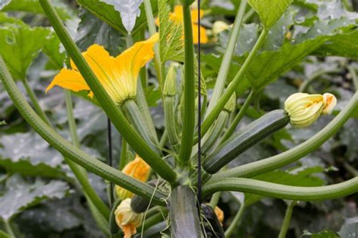 Can courgettes be grown in pots?