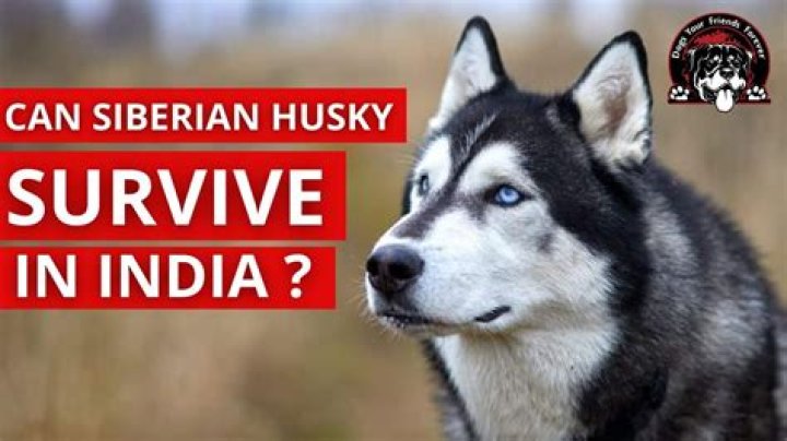 Can husky survive in lucknow?