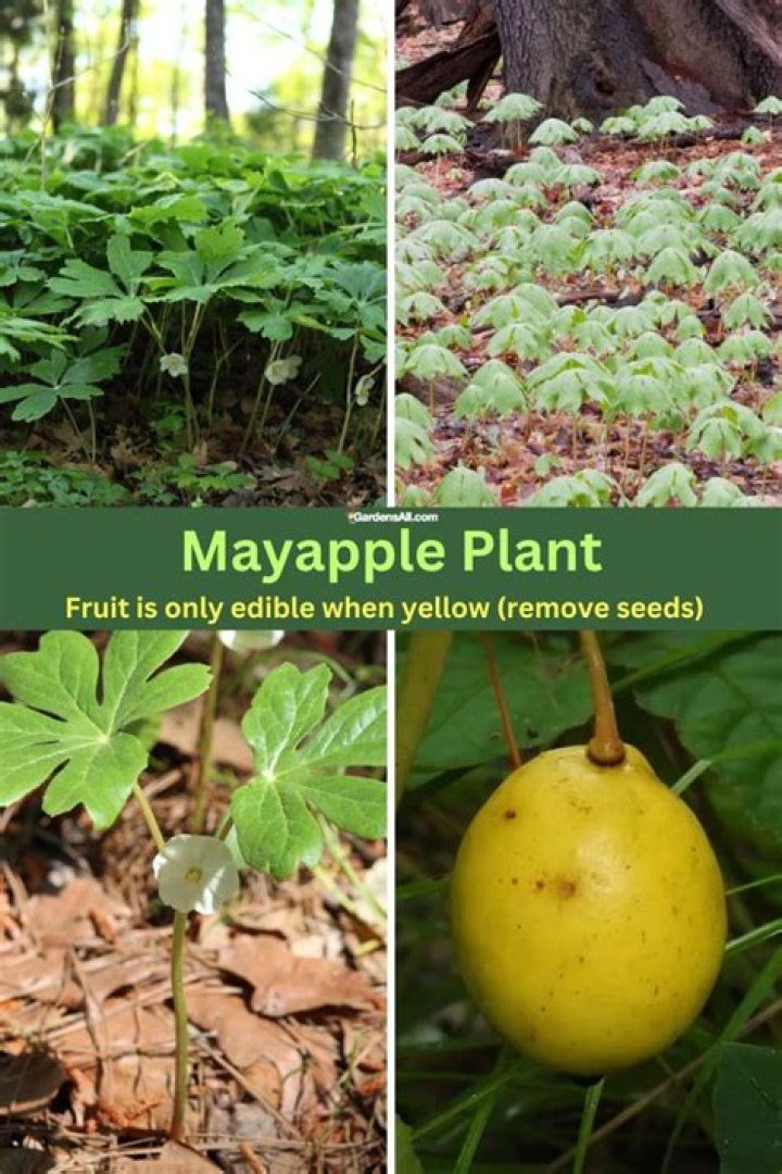 Can i touch a mayapple plant?