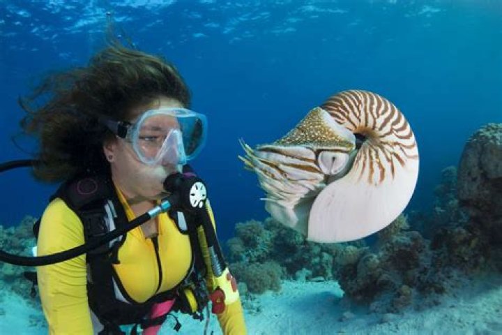 Can nautilus be eaten?