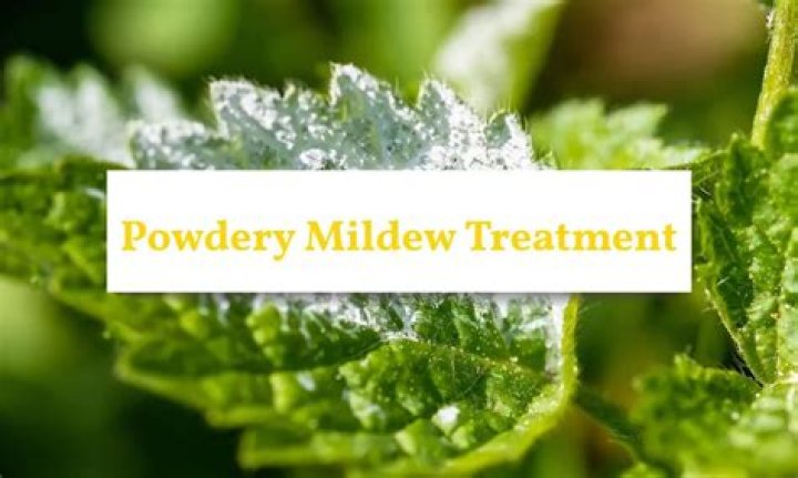 Can powdery mildew make you sick?