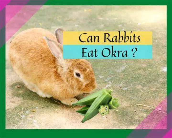 Can rabbits eat okra?