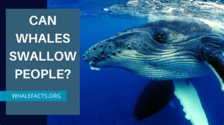 Could a blue whale swallow a human?