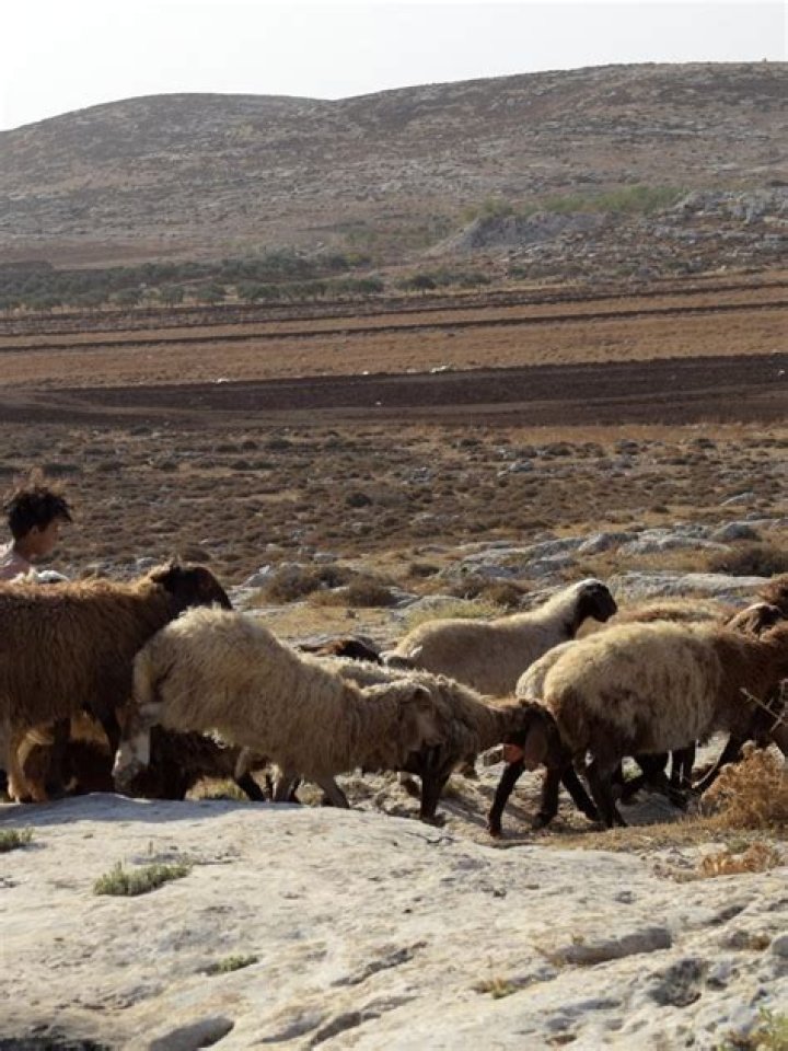 Did the shepherds leave their sheep?