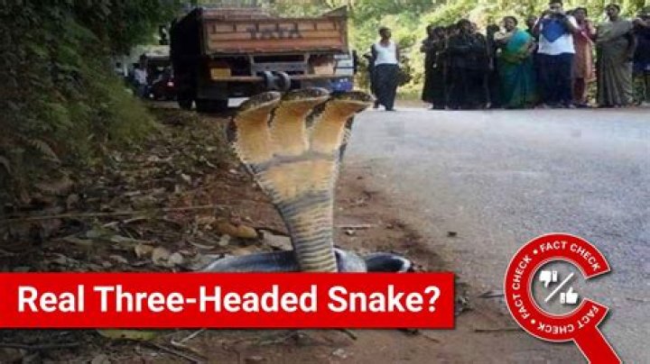 Do 3 headed snakes exist?