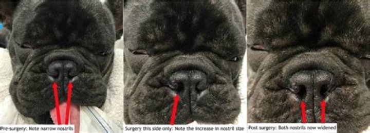 Do all pugs have stenotic nares?