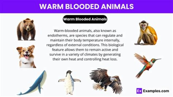 Do birds have warm blood?