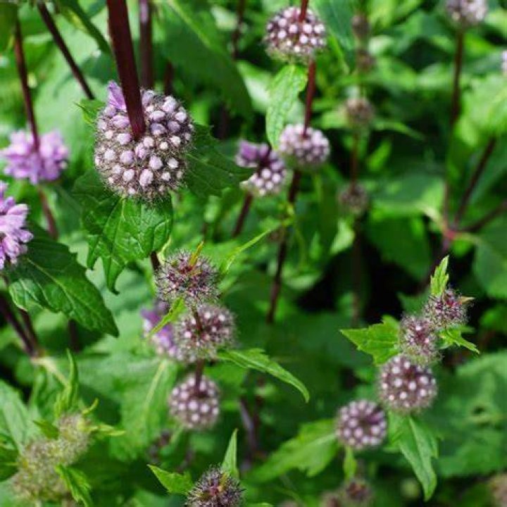Do cats like corsican mint?