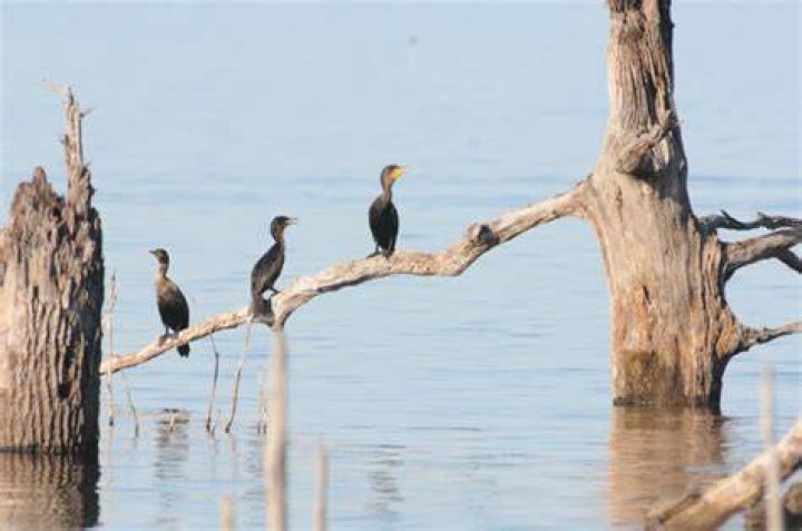 Do cormorants migrate in flocks?