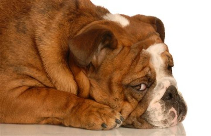 Do dogs get embarrassed when they poop?