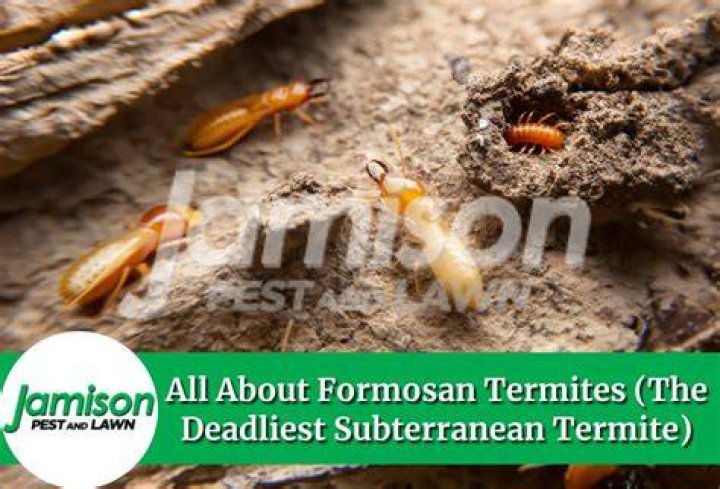Do formosan termites bite?