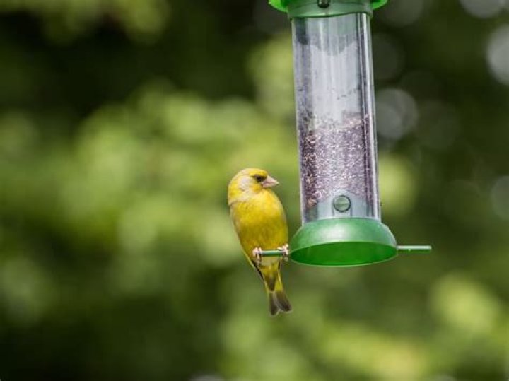Do greenfinches eat nyjer seed?