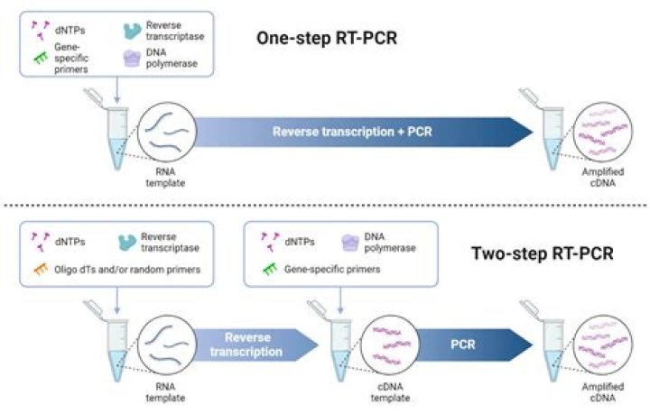 Do i need rt pcr to enter gujarat?