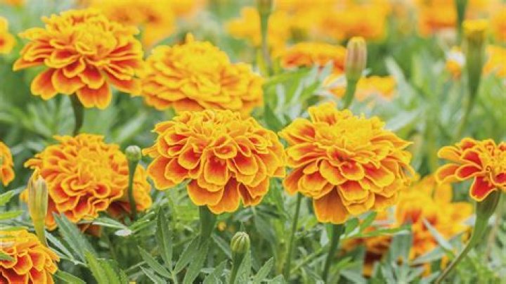 Do marigolds deter pests?