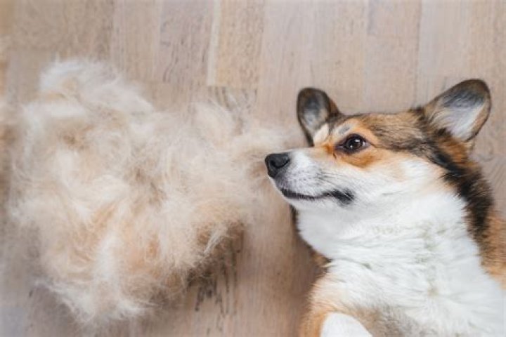 Do pembroke welsh corgis shed?