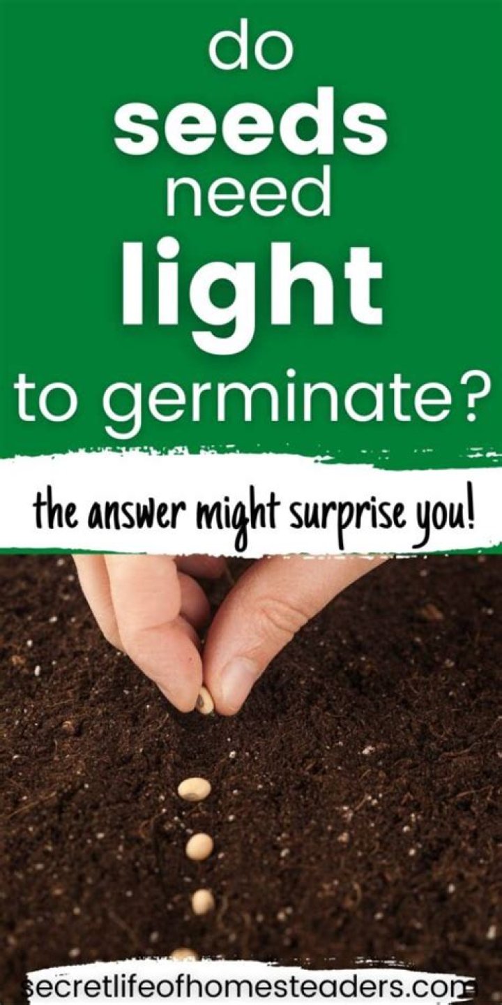 Do rose seeds need light to germinate?