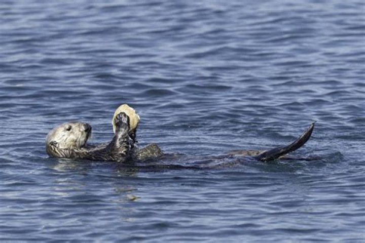Do sharks eat sea otter?