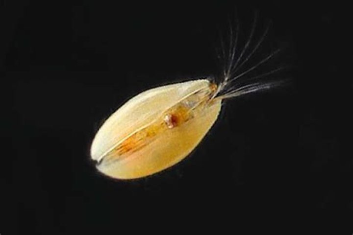 Do shrimp eat ostracods?