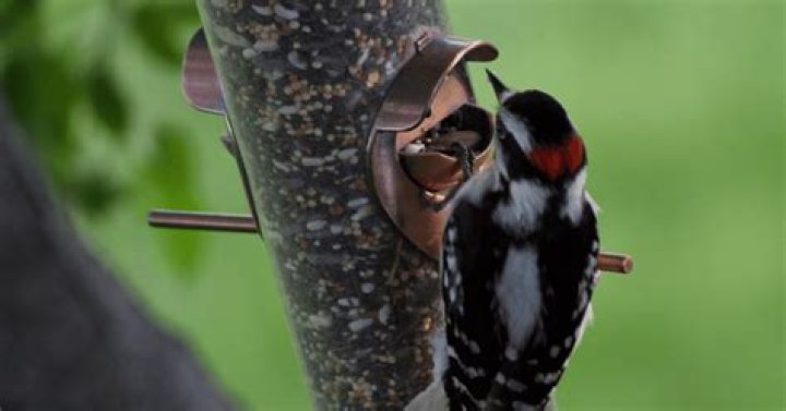 Do woodpeckers eat trees?
