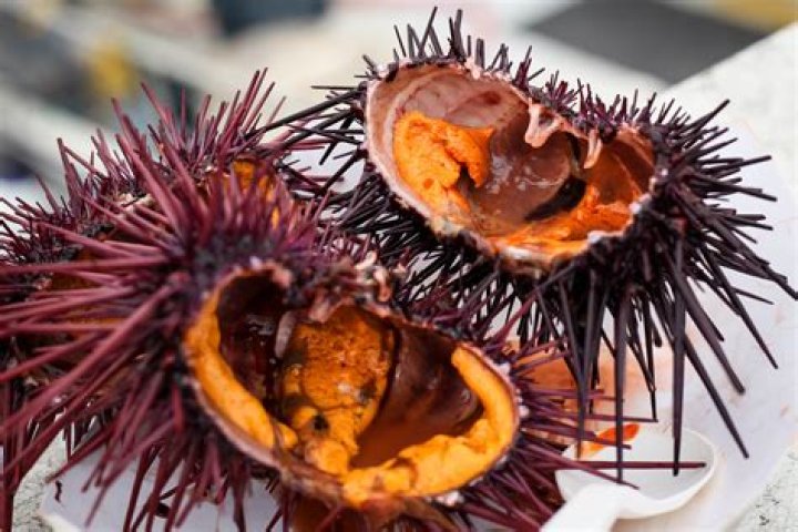 Do you eat sea urchin?