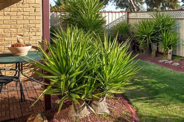 Do yuccas need sun?