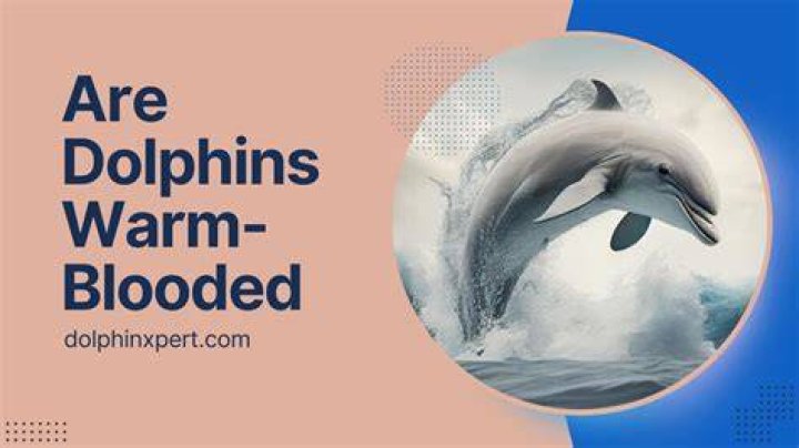 Does a dolphin warm-blooded?