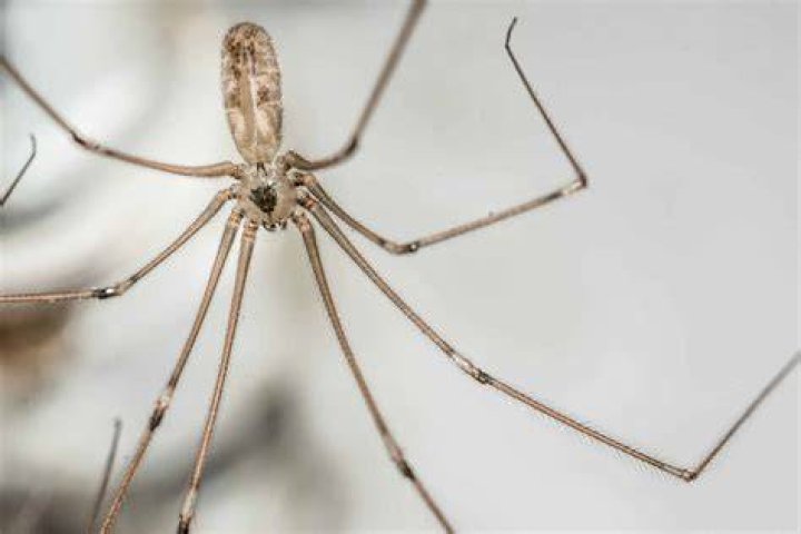 Does a spider have cerci?
