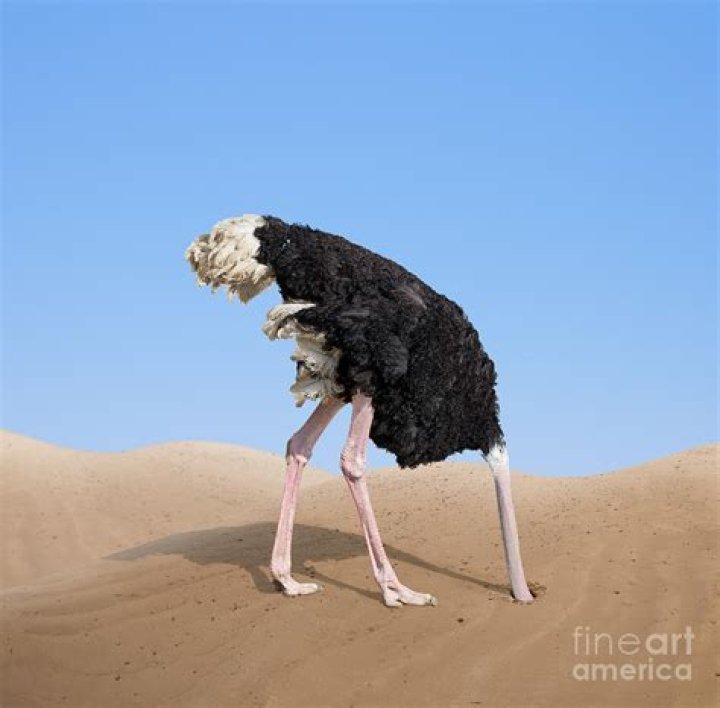 Does an ostrich bury its head?