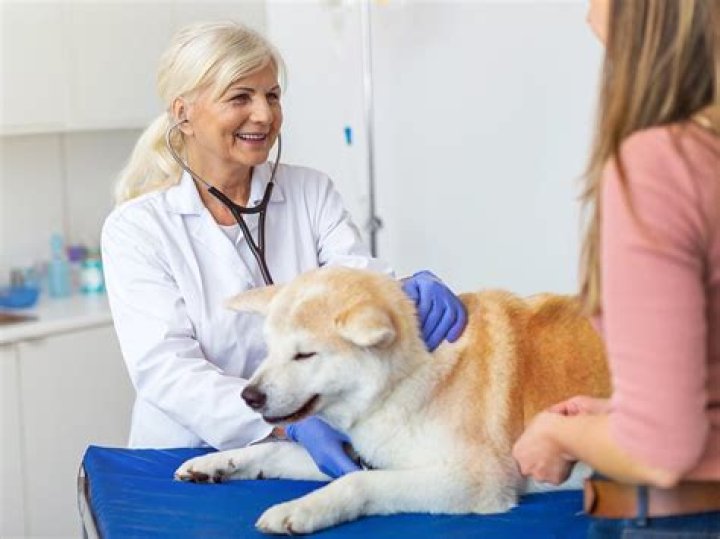 Does bills allow dogs?