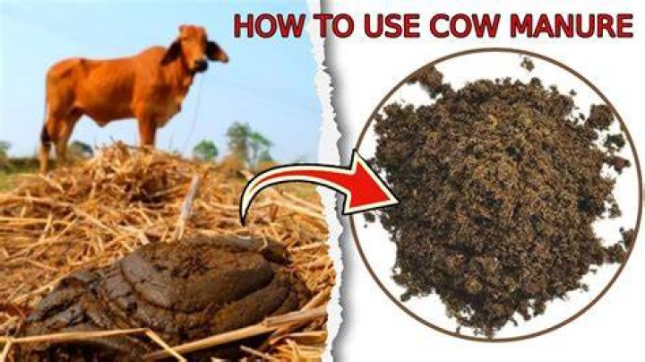 Does farmyard manure smell?