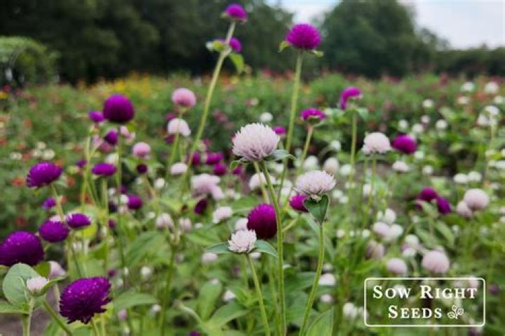 Does gomphrena seed itself?