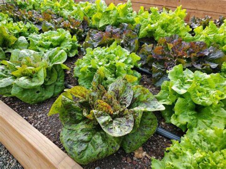 Does lettuce know when it's being eaten?